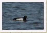 DSC_5079 Lesser Scaup * 912 x 608 * (155KB)